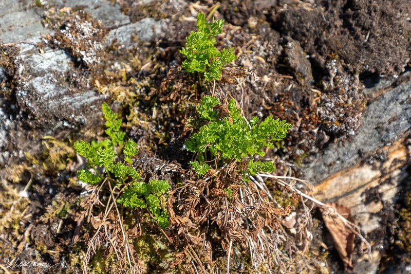 Sitka Rockbrake photo 3