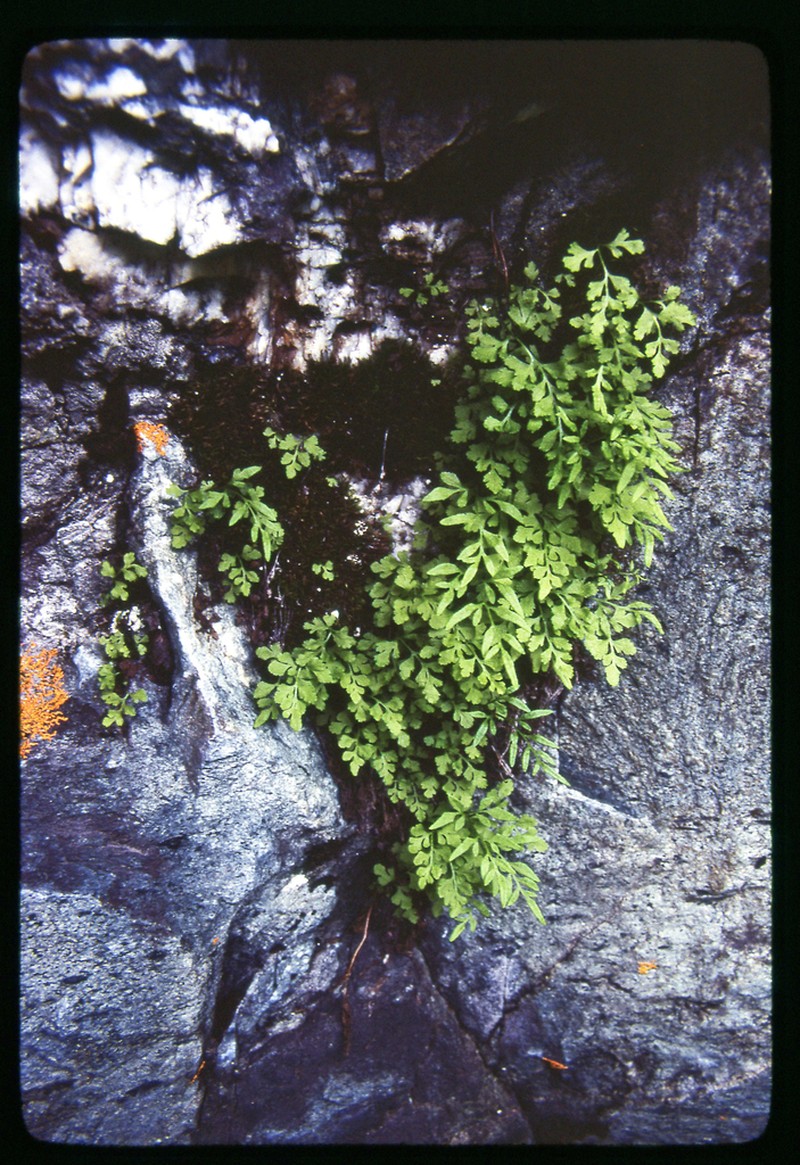 Fragile Rockbrake photo 2