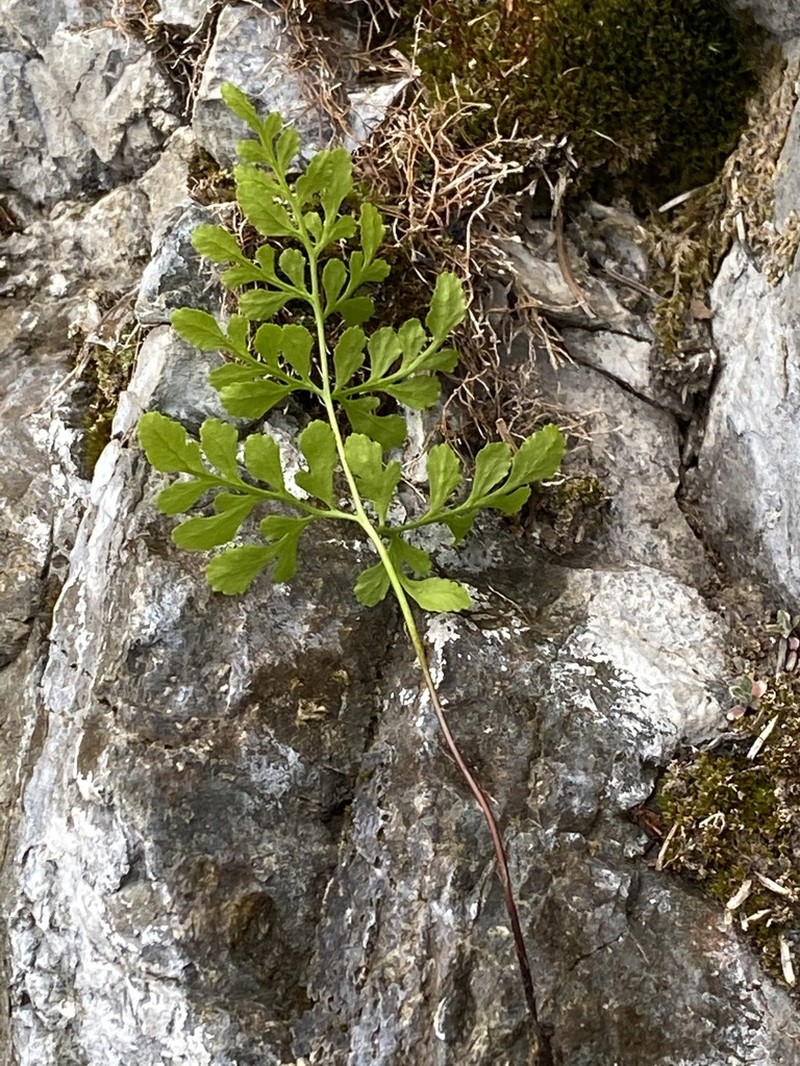 Fragile Rockbrake photo 3