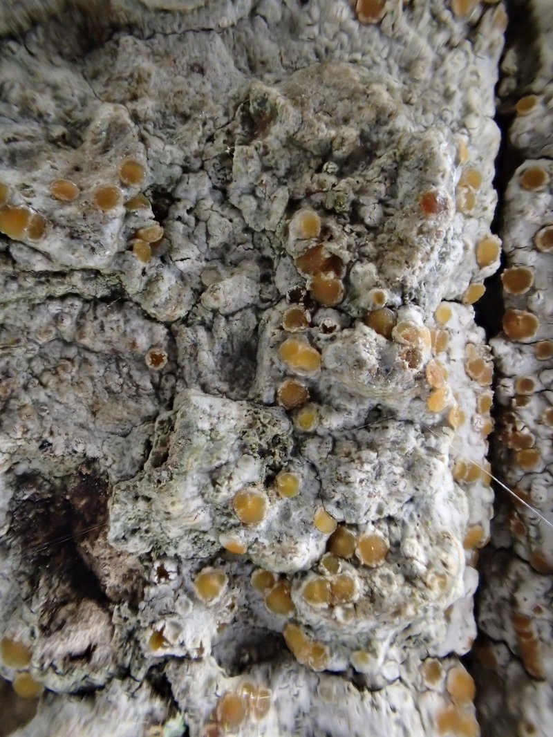 Cryptolechia Lichen