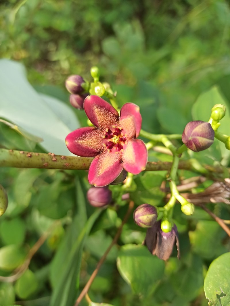 Cryptolepis calophylla
