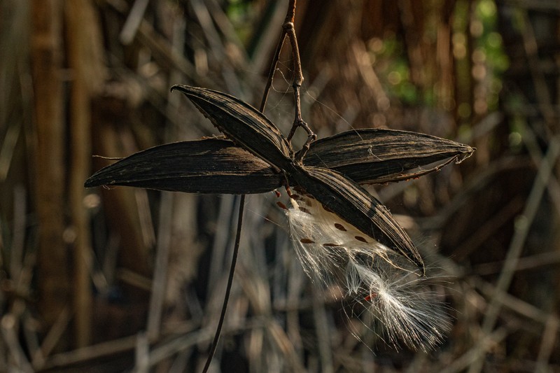Cryptolepis calophylla photo 2