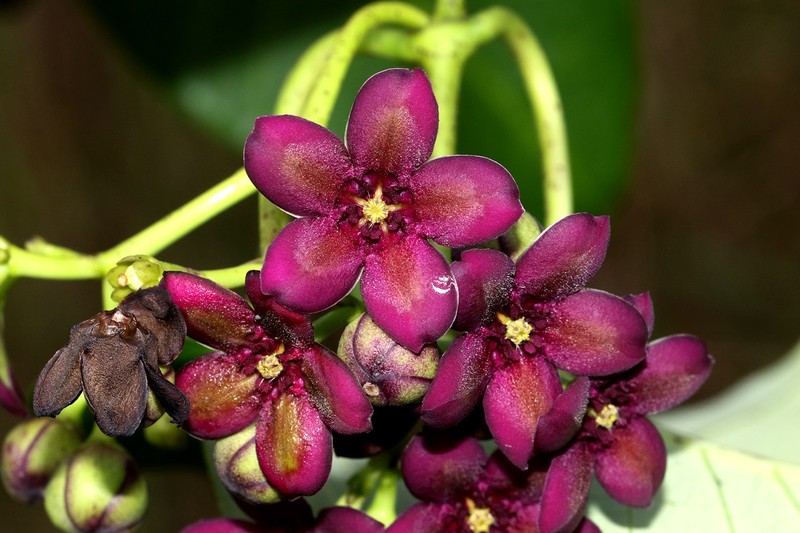 Cryptolepis calophylla photo 3