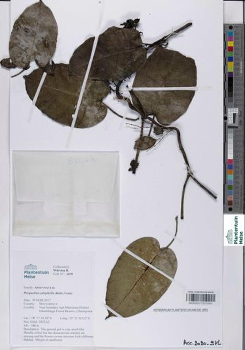 Cryptolepis calophylla photo 4