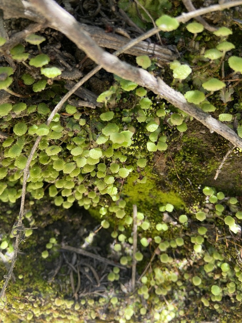 Cryptomitrium tenerum photo 5
