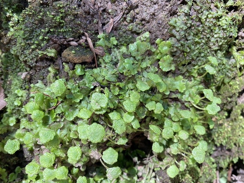 Cryptomitrium tenerum photo 6