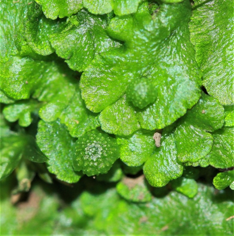 Cryptomitrium tenerum photo 7