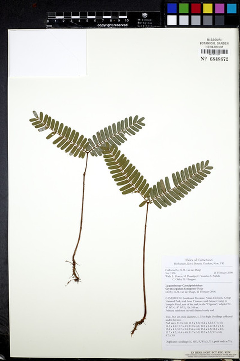 Cryptosepalum korupense photo 3