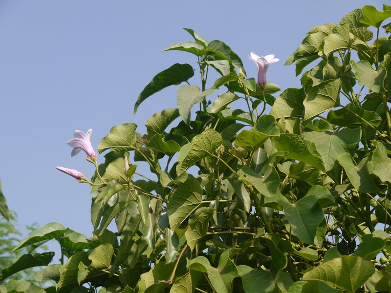 Palay Rubbervine photo 2