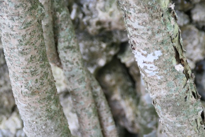 Palay Rubbervine photo 3