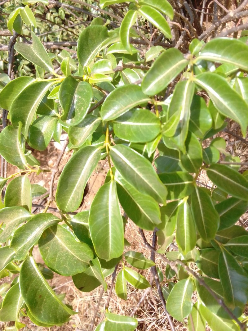 Madagascar Rubbervine photo 5