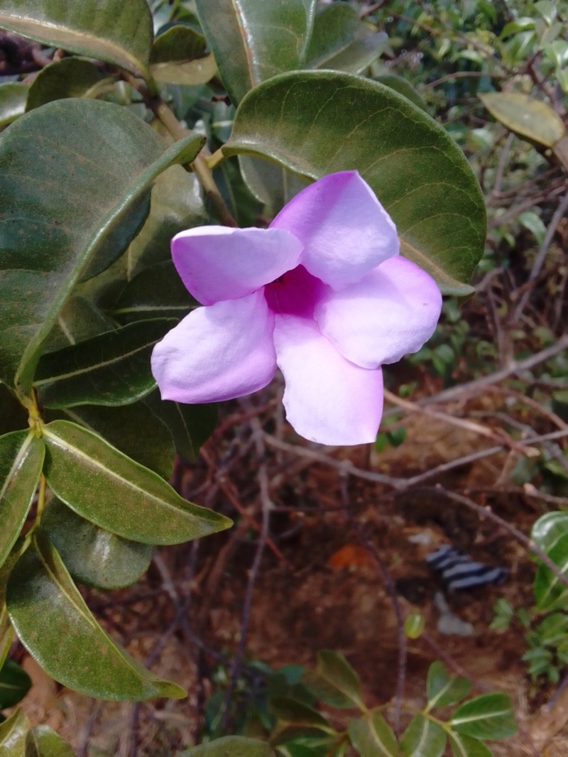 Madagascar Rubbervine photo 3