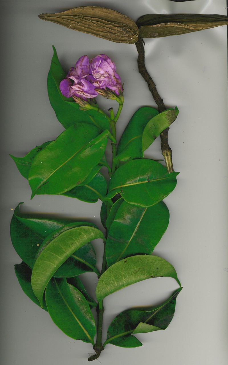 Madagascar Rubbervine photo 4