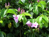 Madagascar Rubbervine