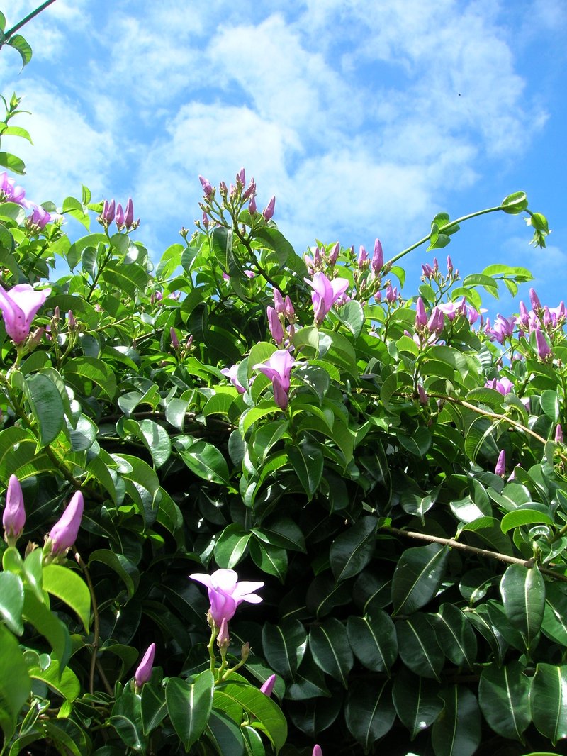Madagascar Rubbervine photo 6