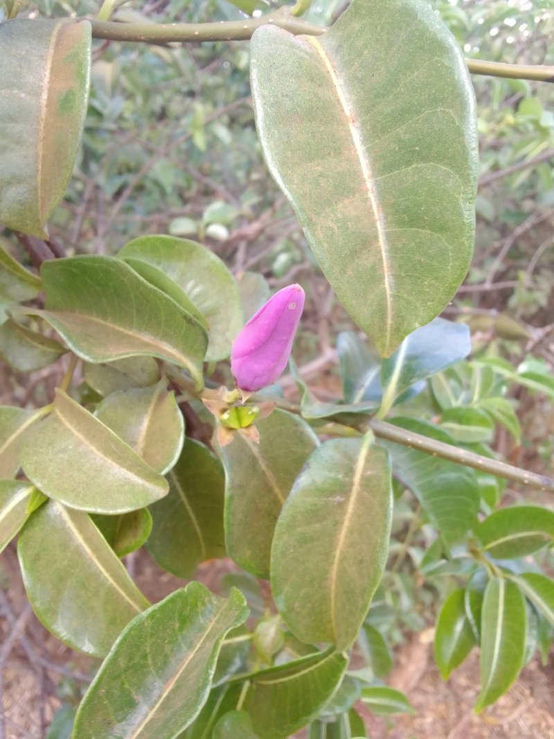 Madagascar Rubbervine photo 7