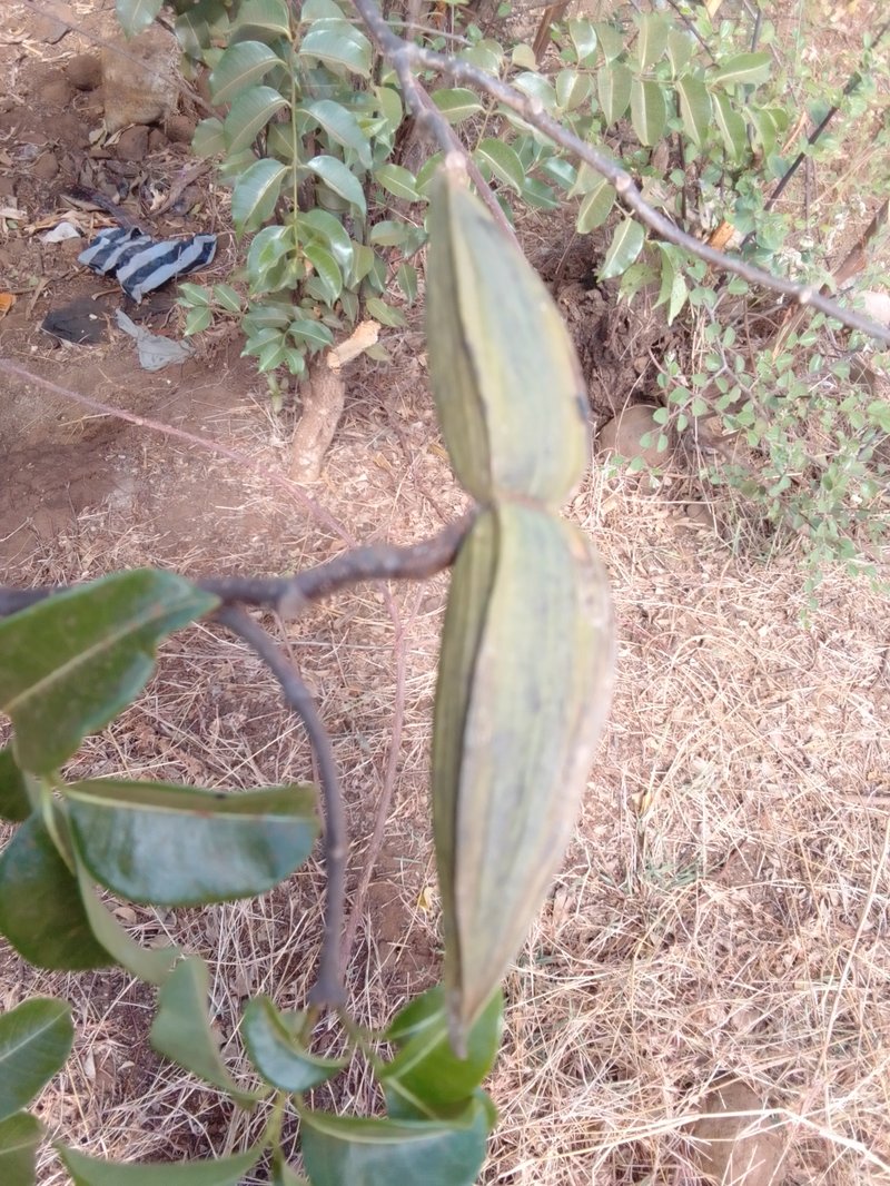 Madagascar Rubbervine photo 8