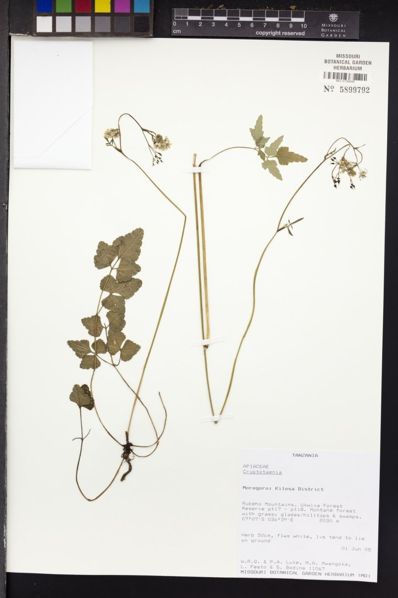 Cryptotaenia calycina var. calycina
