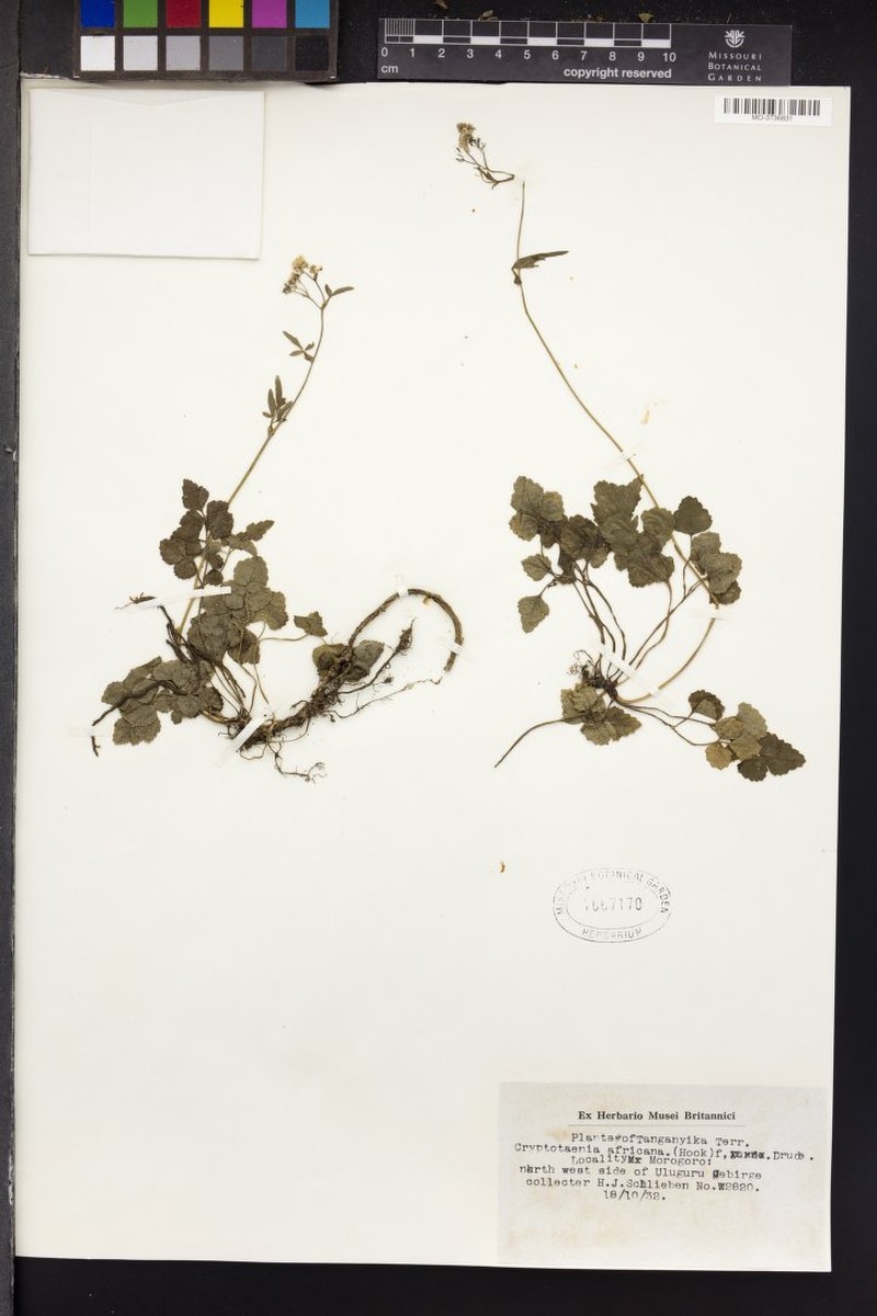 Cryptotaenia calycina var. calycina photo 2