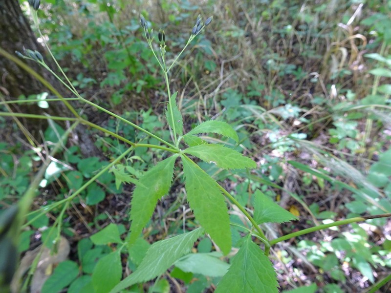 Canadian Honewort