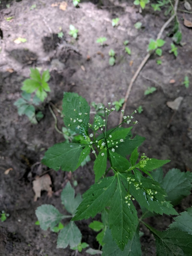 Canadian Honewort photo 2