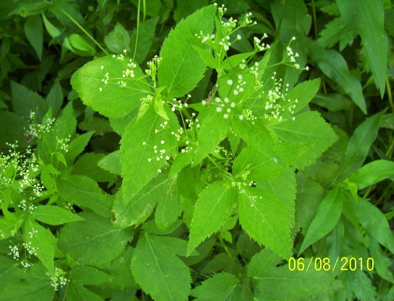 Canadian Honewort photo 3