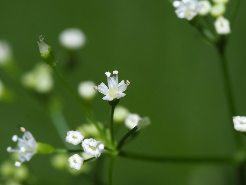 Canadian Honewort photo 4