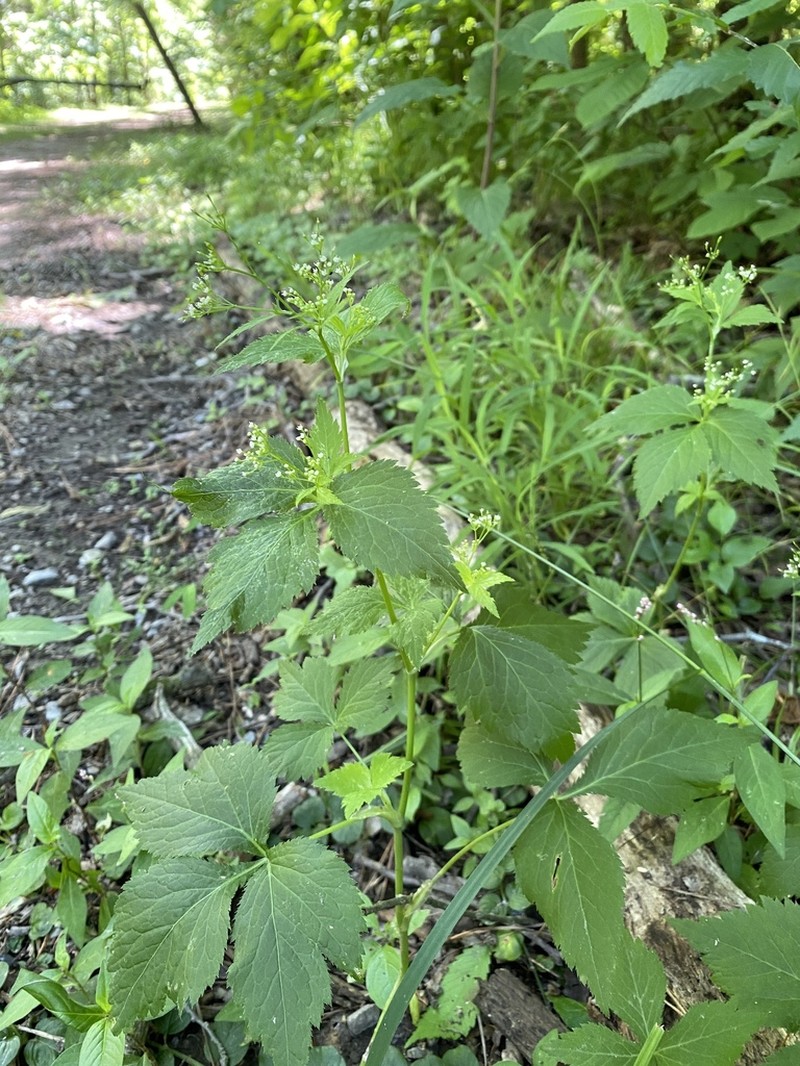 Canadian Honewort photo 5