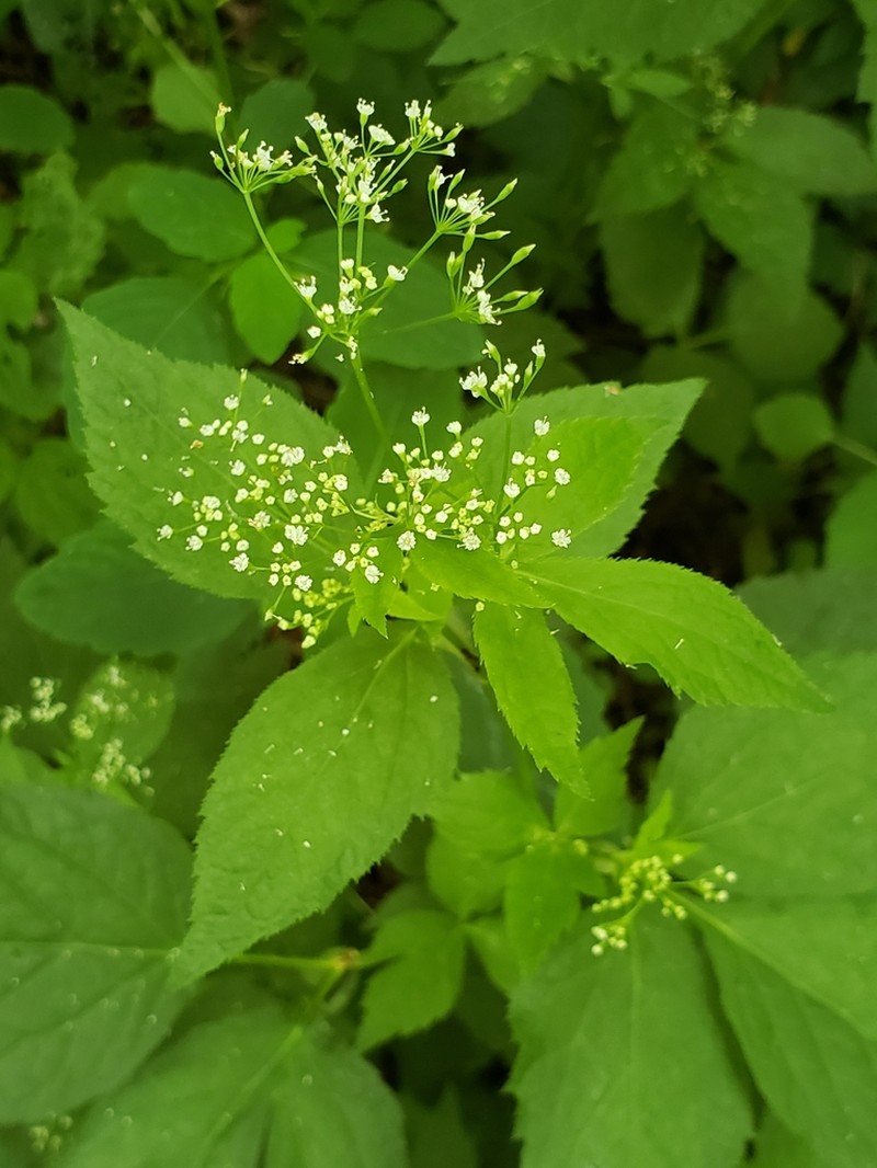 Canadian Honewort photo 6