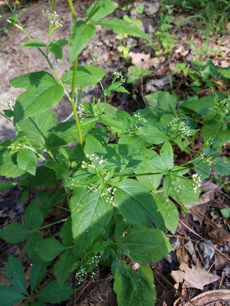 Canadian Honewort photo 7