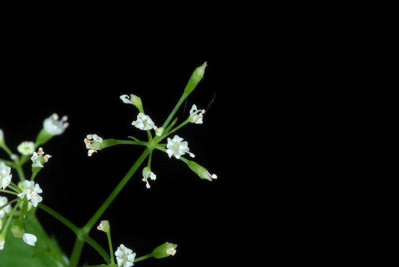 Canadian Honewort photo 8