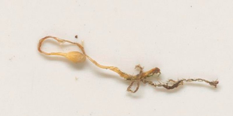 Cryptothallus mirabilis