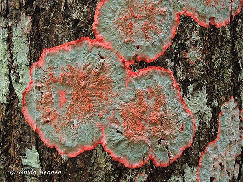 Cryptothecia rubrocincta photo 2