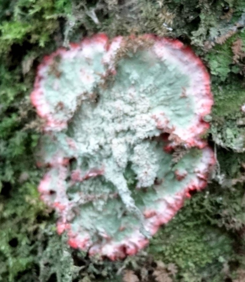 Cryptothecia rubrocincta photo 3