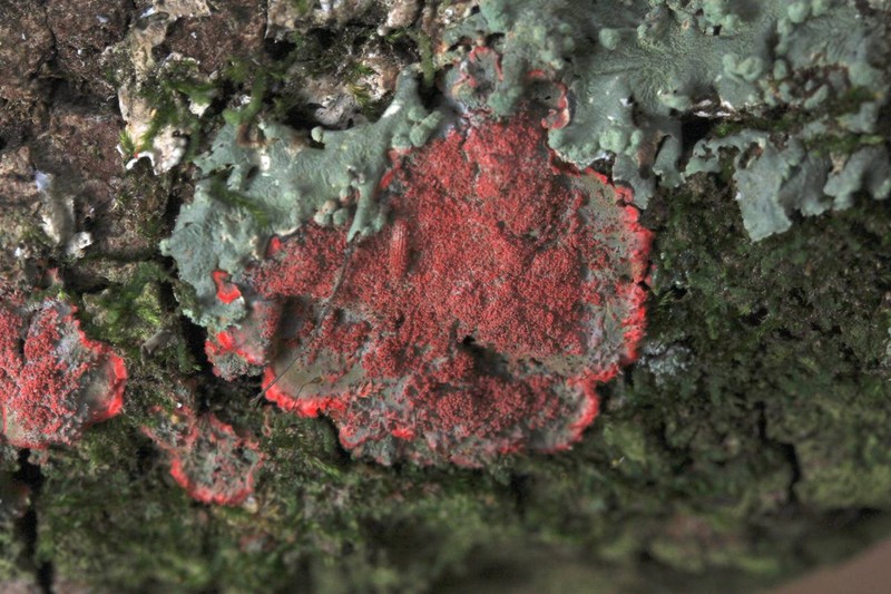 Cryptothecia rubrocincta photo 4