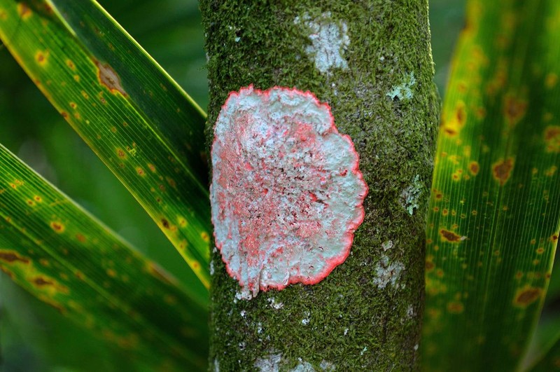 Cryptothecia rubrocincta photo 5