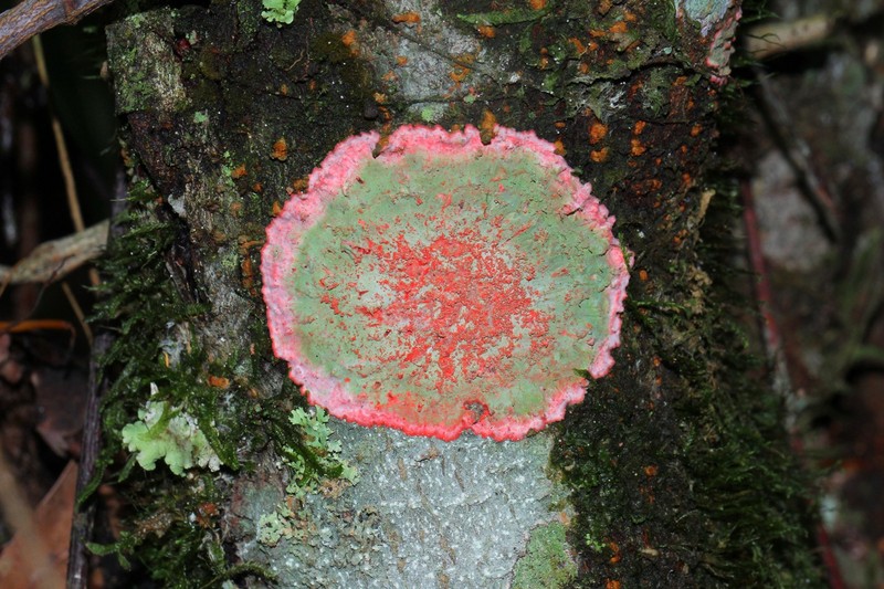 Cryptothecia rubrocincta photo 6