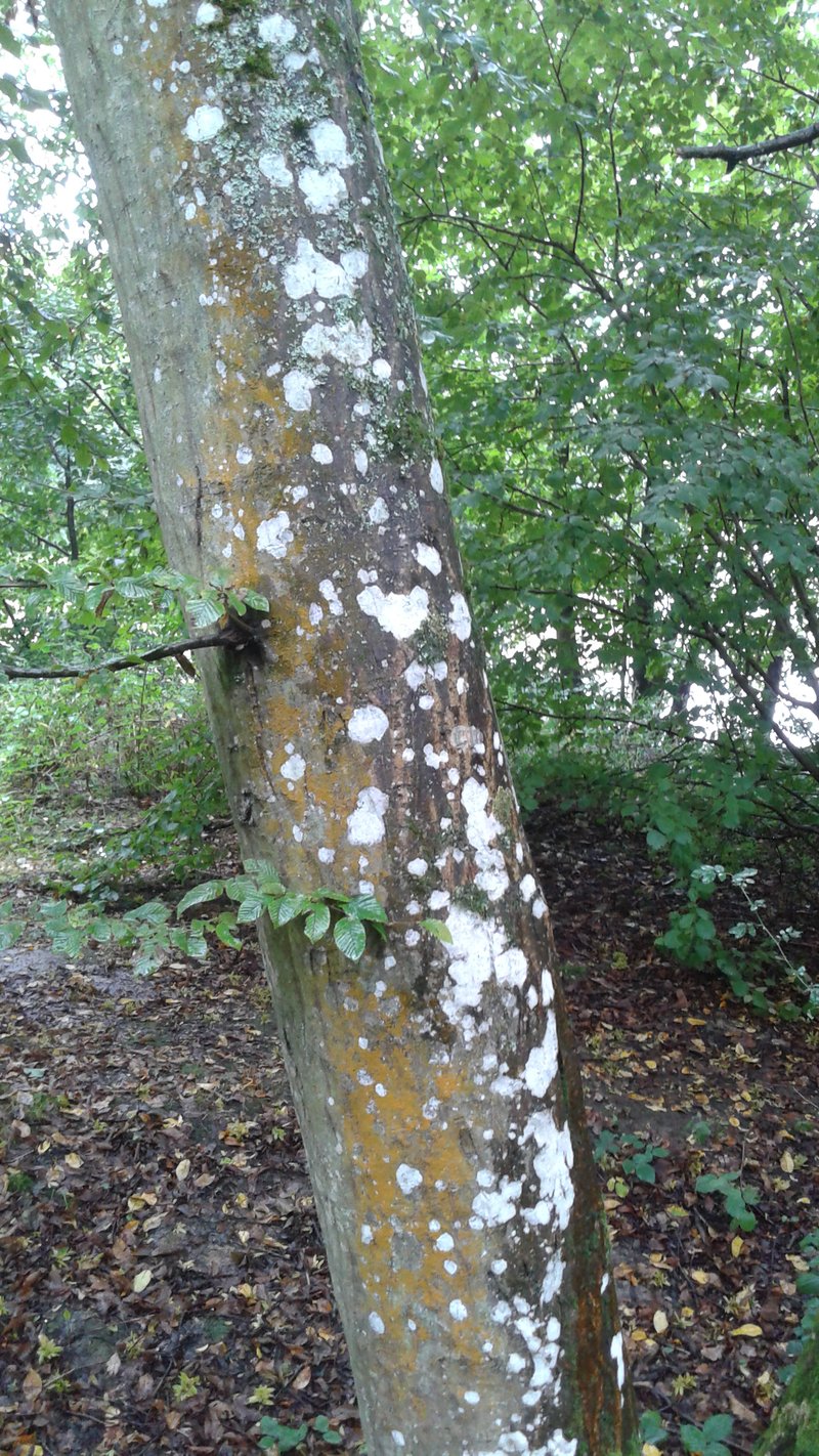 Cryptothecia striata