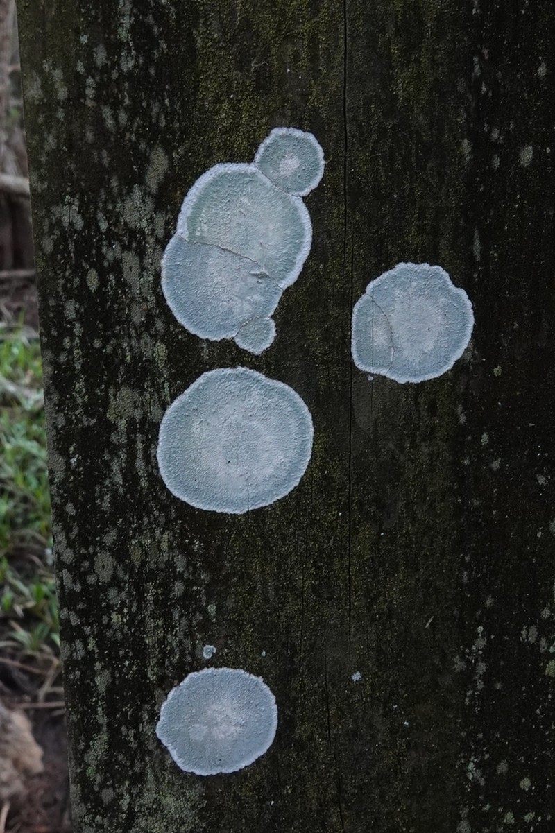 Cryptothecia striata