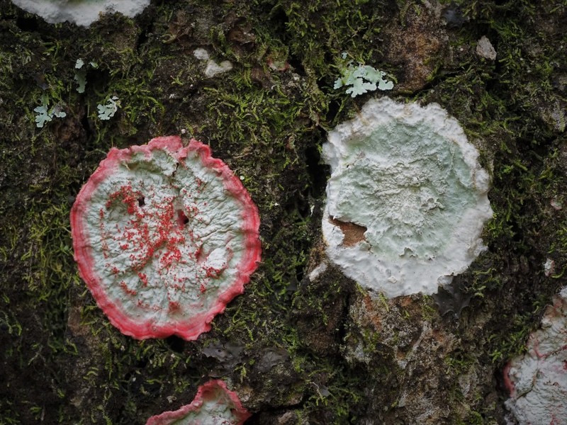 Cryptothecia striata photo 2