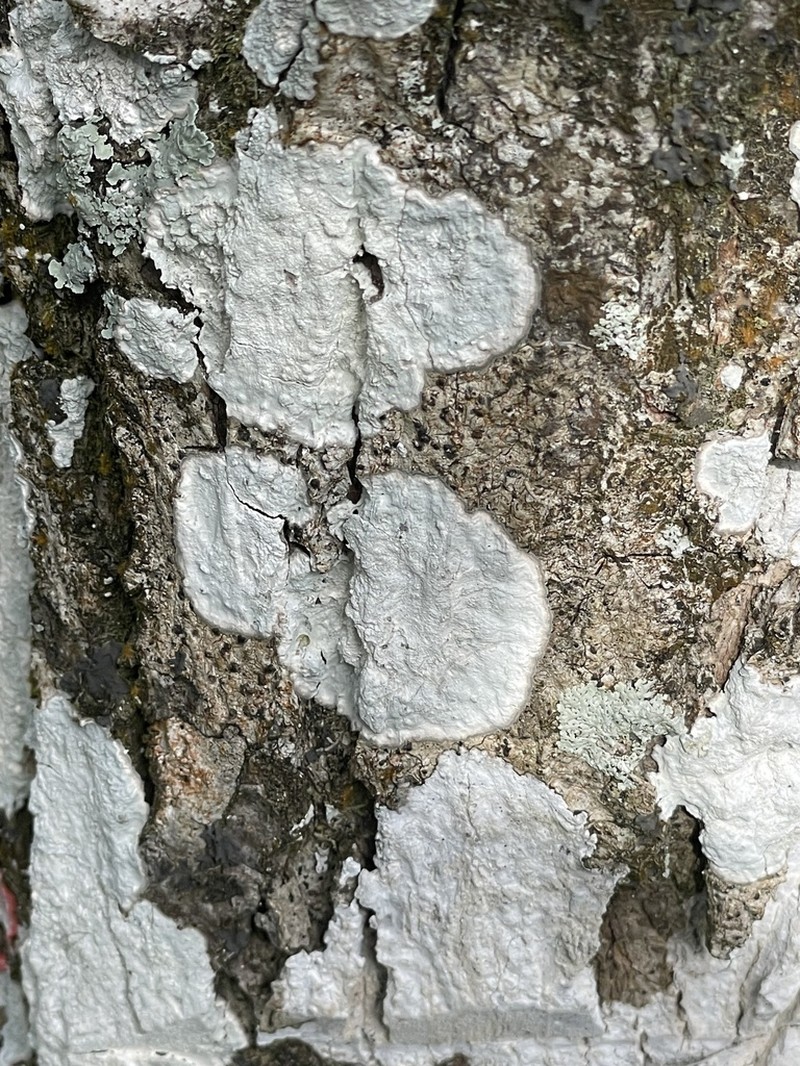 Cryptothecia striata photo 3