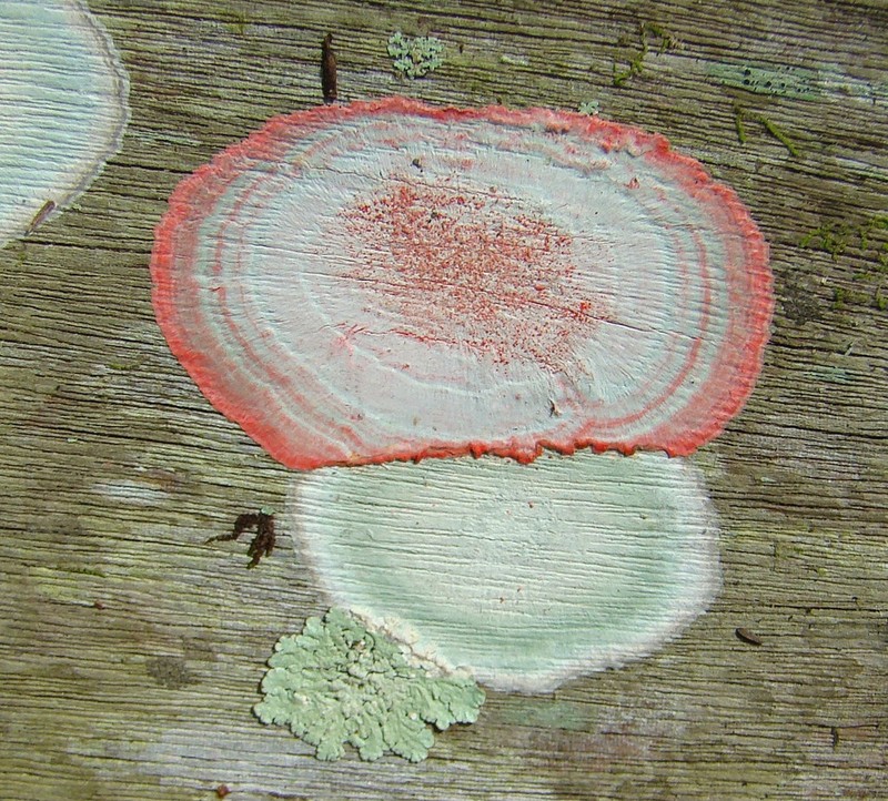 Cryptothecia striata photo 4