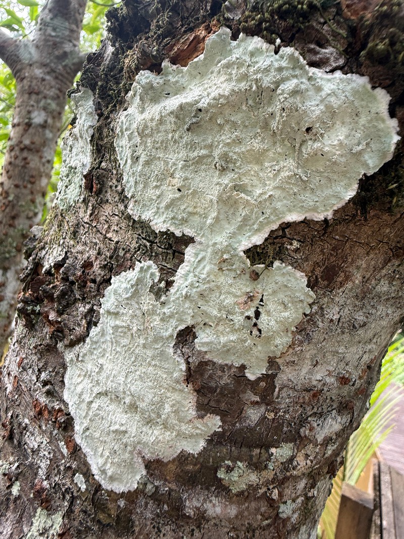 Cryptothecia striata photo 6