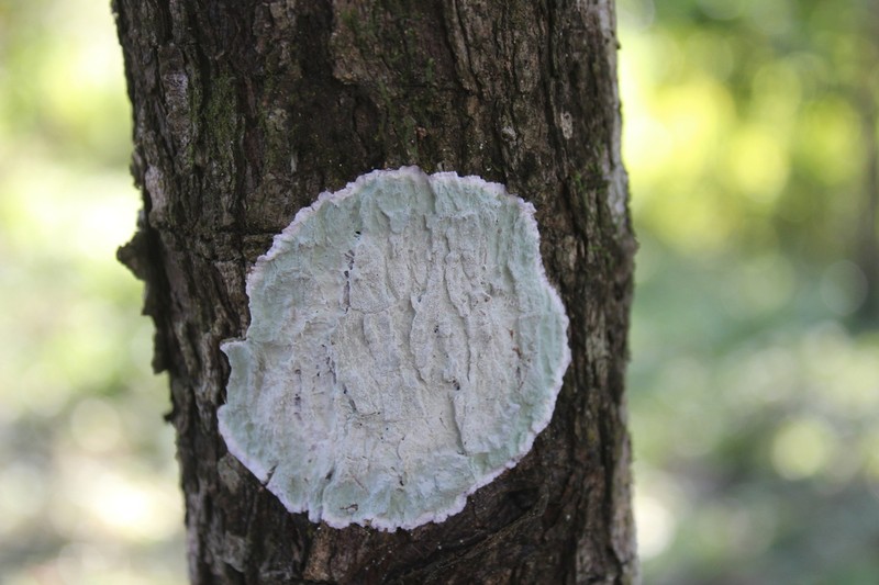 Cryptothecia striata photo 8