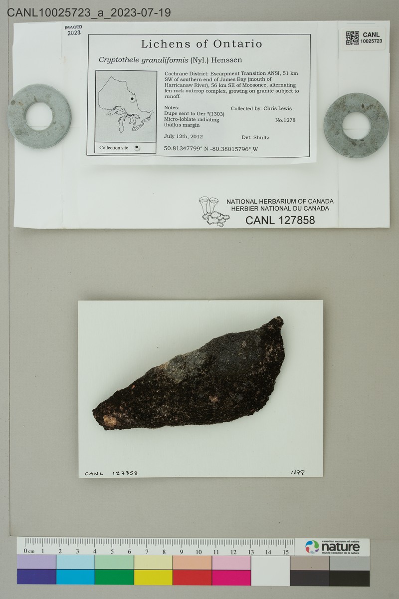 Cryptothele Lichen