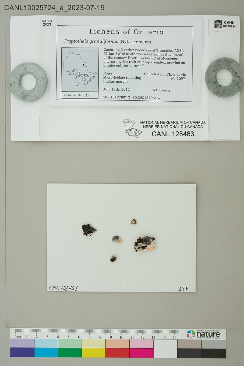 Cryptothele Lichen photo 2