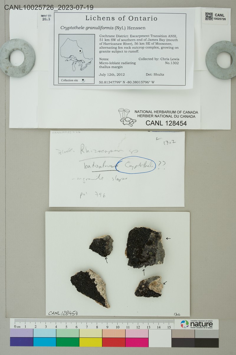 Cryptothele Lichen photo 3