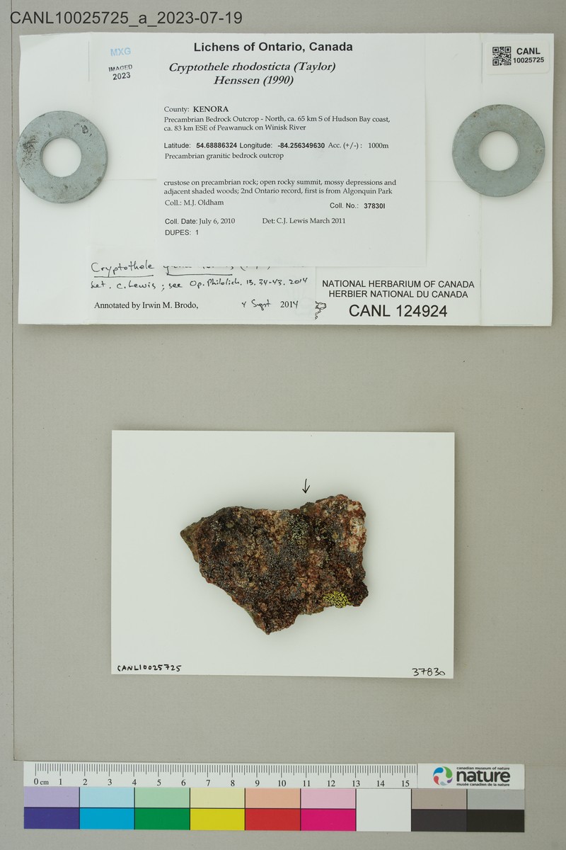 Cryptothele Lichen photo 4