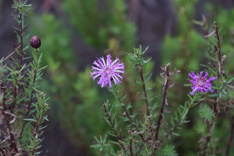 Crystallopollen bainesii
