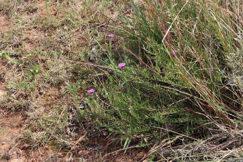 Crystallopollen bainesii photo 3